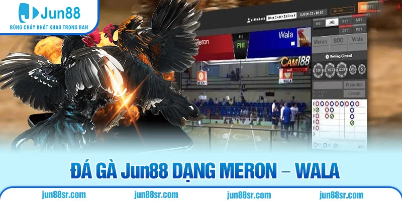 Đá Gà 1 Đá gà Jun88 dạng Meron - Wala