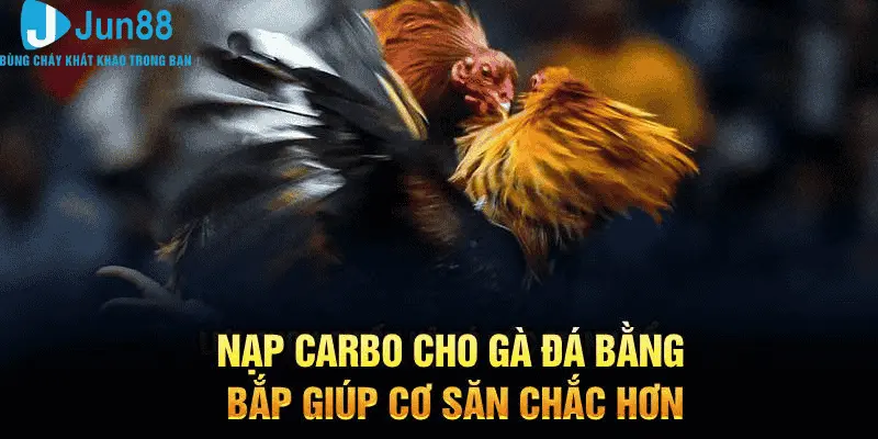 Cách Nạp Carbo Cho Gà Đá Bằng Bắp Vừa Rẻ Mang Lại Lợi Ích Bất Ngờ 2 Nạp carbo cho gà đá bằng bắp giúp cơ săn chắc hơn